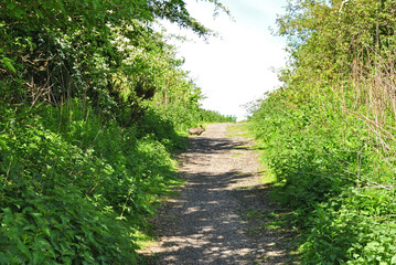 Fototapeta na wymiar View Along Deserted Narrow Country Track between High Green Hedges 