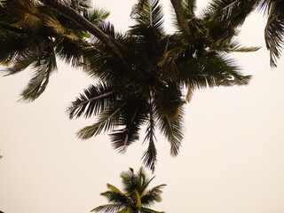 Fototapeta na wymiar palm tree on a white background