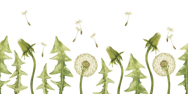 Watercolor banner with vintage illustration of dandelion flowers and leaves. Taraxacum officinale isolated on white.