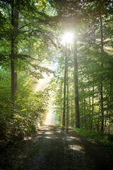 Fantastische Morgenstimmung im Wald, wo die einzelnen Sonnenstrahlen im Morgennebel sichtbar sind