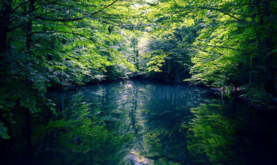 background, beautiful, dark, forest, green, hiking, lake, landscape, leaf, magic, mysterious, national parks, nature, outdoor, park, plant, pond, river, scenery, summer, tourism, tree, tropical,   © Maria