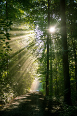 Fantastische Morgenstimmung im Wald, wo die einzelnen Sonnenstrahlen im Morgennebel sichtbar sind