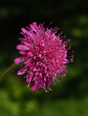 the macedonian scabious Knautia macedonica crimson flower close-up