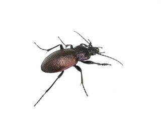 The big shiny ground beetle Carabus nemoralis on white background