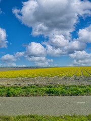 Daffodils in a field in spring