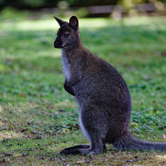 Un wallaby dans le zoo de Branféré dans le Morbihan en Bretagne 
