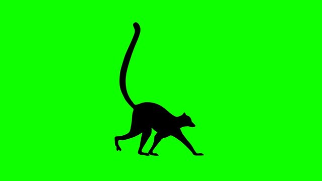 Walking lemur, animation on the green background (seamless loop)