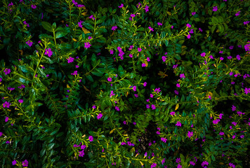 Fototapeta na wymiar Cuphea hyssopifolia Kunth flowers. Beautiful flowers background. Elfin herb plantation. 