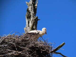 Stork in nest high on top of leafless larch tree in early spring in the biggest white stork 'Ciconia ciconia' colony in the Baltic states - Matisi, Latvia 