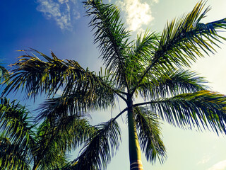 Beautiful view of palm tree in the blue sky with clouds