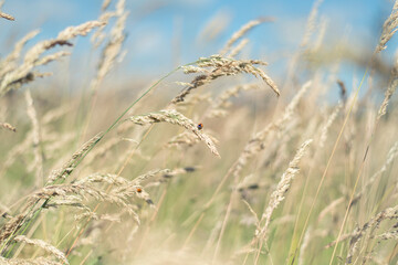 Fototapeta premium Marienkäfer auf Gräsern am Feldrand bei strahlend blauem Himmel