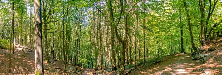 Fototapeta na wymiar Panoramic forest at the hiking trail in the national park Saxon Switzerland near Dresden and Czechish border, Saxony, Germany.