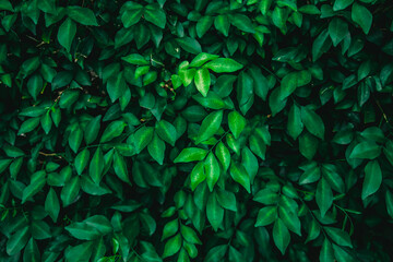 Fototapeta na wymiar Green perm tea leaves or ornamental banyan leaves pattern background, Natural background and wallpaper
