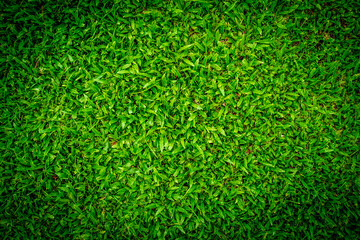 top view green lawn for lawn design
