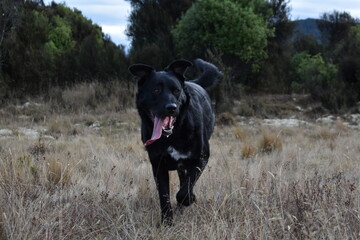 black dog running