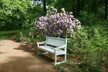 Weiße Parkbank und blühender Rhododendron im Schlosspark Altdöbern