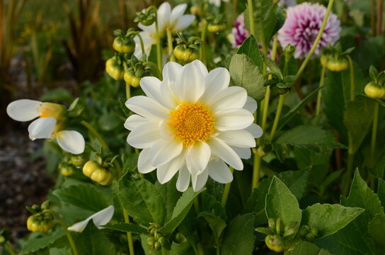 Amazing Decorative White Dahlia Flower.