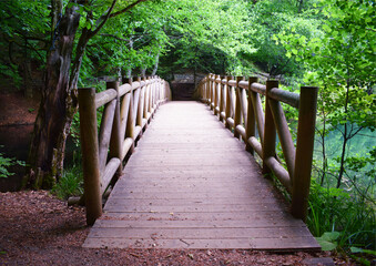 wooden bridge in the woods