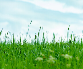 Fototapeta premium Grass against a blue summer sky