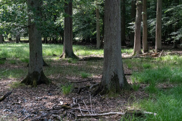 Sommerwald mit Eichen und Gras