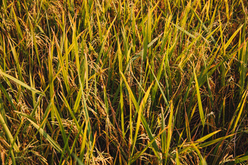 Yellow rice paddy plant in field ready for harvest in evening