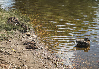 ducklings on the shore and a duck on the water