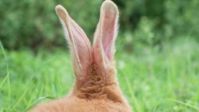 Portrait of a funny red rabbit on a green young juicy grass in the spring season in the garden with big ears, close-up. Easter bunny ears for the holiday of Easter. slow motion