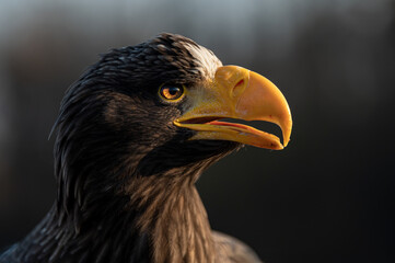 Steller's sea eagle (haliaeetus pelagicus)