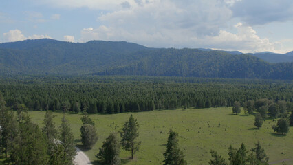 Green forest and mountains far away in Altai