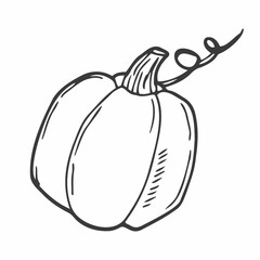 Vector hand drawn pumpkin outline doodle icon. Food sketch illustration for print, web, mobile and infographics isolated on white background.