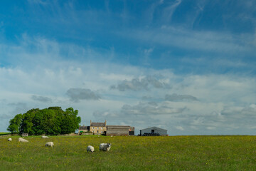 sheep grazing on a Northumberland farm in a summer meadow
