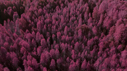 Fantasy autumn pink forest in Ural