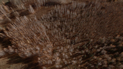 Closeup of colorful autumn forest in Ural
