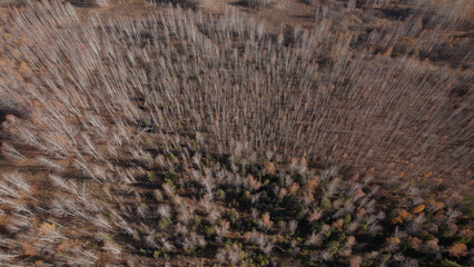 Closeup of colorful autumn forest in Ural