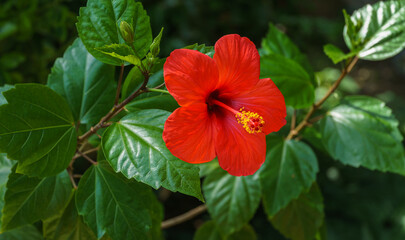 Bright large flower of Chinese hibiscus (Hibiscus rosa-sinensis) on green garden background. China rose or Hibiscus hawaiian plant in sunlight. Nature concept for design. Place for your text.