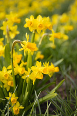 daffodils