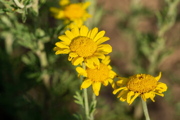 Färberkamille Anthemis tinctoria blüht gelb im Garten