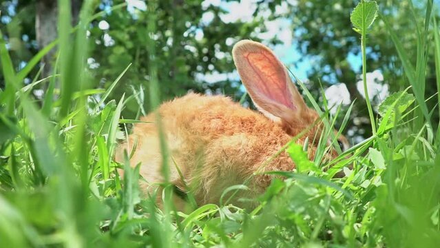 Cute adorable red fluffy rabbit sitting on the green grass lawn in the backyard. A small sweet rabbit walking past a meadow in a green garden on a bright sunny day. Easter nature and animal origin