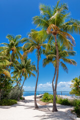 Fototapeta na wymiar Palm trees on tropical island, beautiful beach in Florida Keys