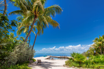 Palm trees on Paradise beach in tropical island, Key Largo. Florida