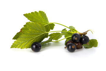 Black currant branch with berries isolated on white.