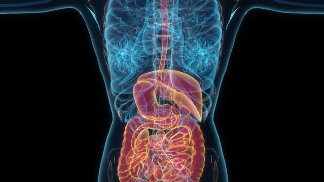 Female digestive system 3d hologram. 4k Clouse-up