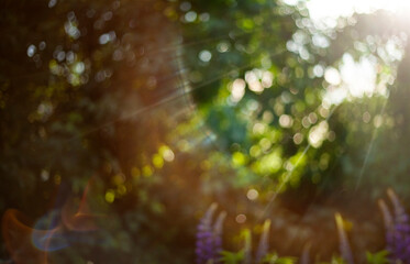 natural green background. Natural bokeh in the sun