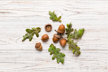 Branch with green oak tree leaves and acorns on colored background, close up top view