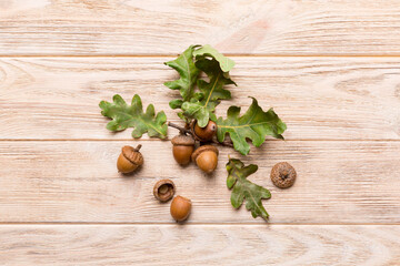 Branch with green oak tree leaves and acorns on colored background, close up top view