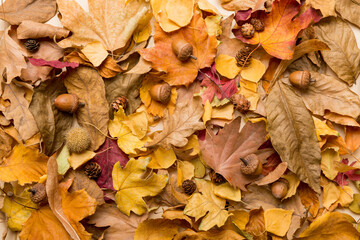 Colorful backround image of fallen autumn leaves perfect for seasonal use. top view