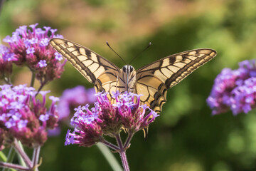 Underside view of papilio machaon old world swallowtail butterfly sitting on a verbena bonariensis purpletop plant drinking nectar.