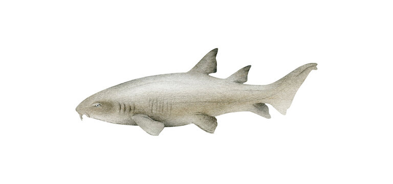 Hand-drawn watercolor  nurse shark illustration isolated on white background. Underwater ocean creature. Marine animals collection
