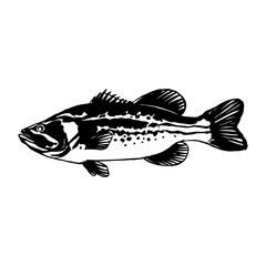 Bass fish line drawing style on white background. Design element for icon logo, label, emblem, sign, and brand mark.Vector illustration.