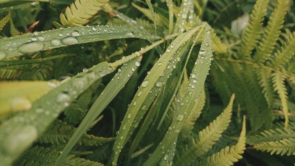 Cárex green grass after the rain. Big shiny water drops on a fresh plant. Freshness of nature.